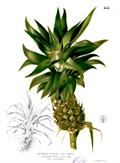 abacaxi ، annachi pazham ، ananas ، nanas